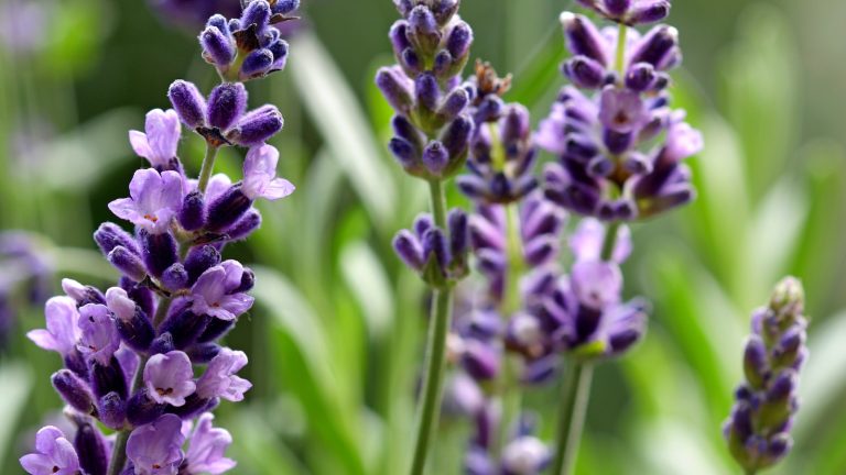 Het gebruik van aromatherapie in huis voor een kalmerende sfeer