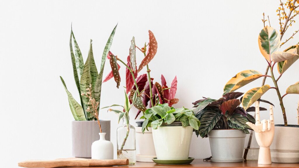 interieurstudio85 blog planten interieur